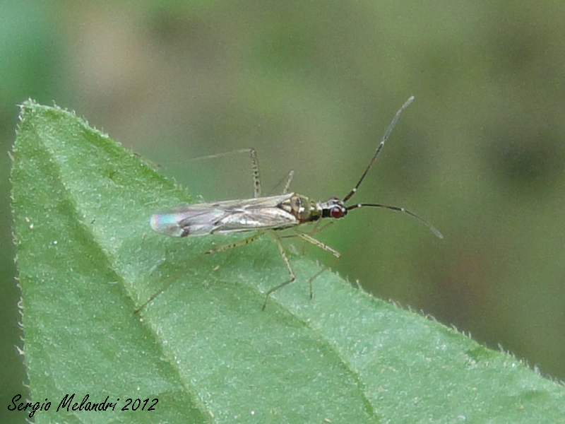 Miridae: Dicyphus errans e juv. della Romagna (RA)